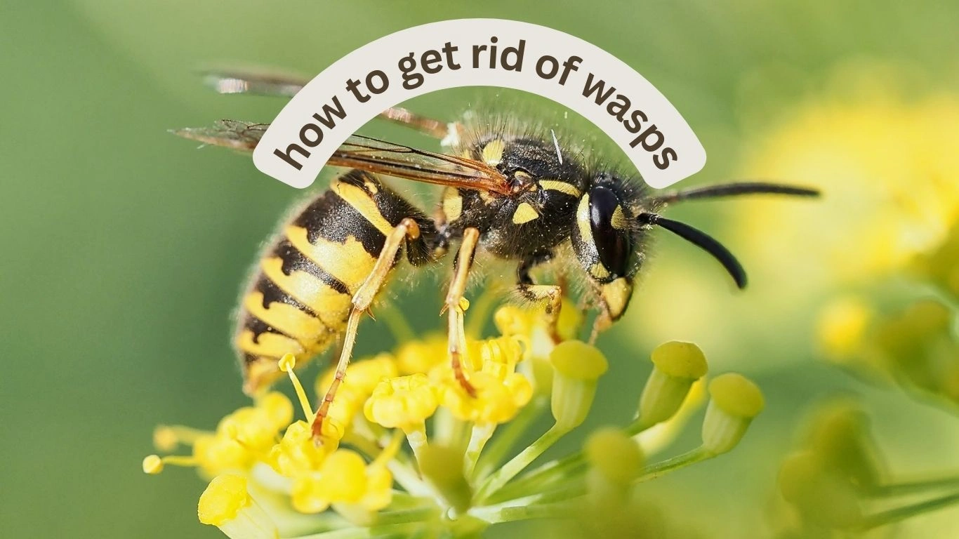 how to get rid of wasps