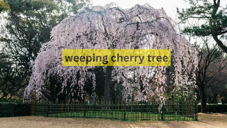 weeping cherry tree