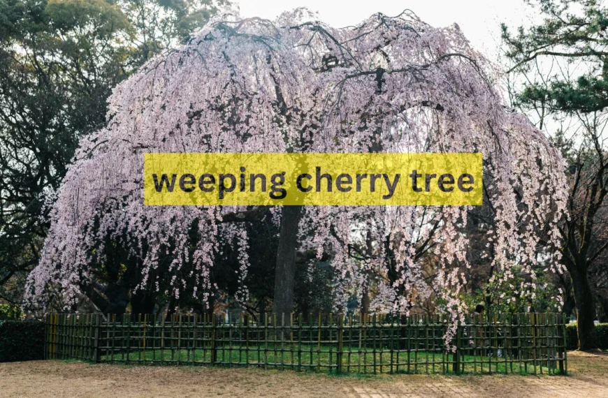 weeping cherry tree