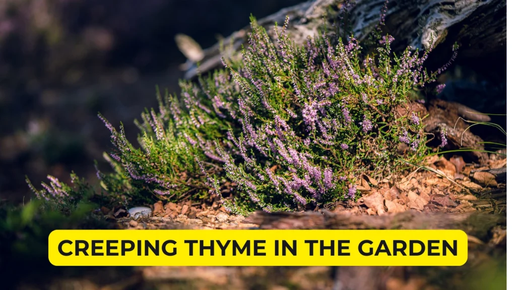 Creeping Thyme in the Garden