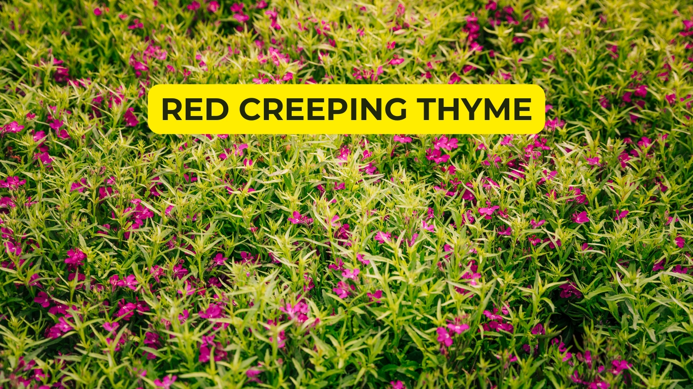 red creeping thyme
