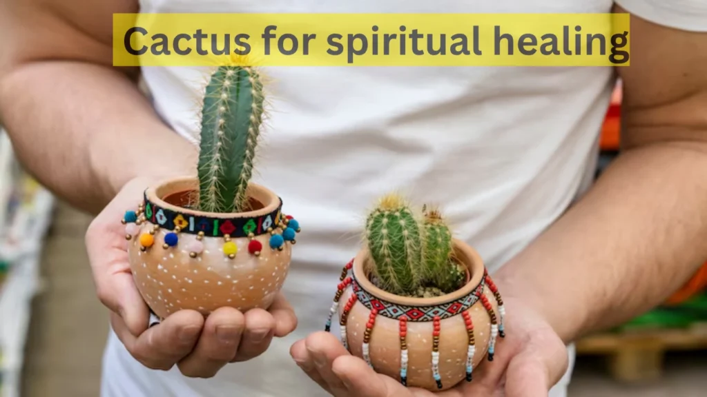 Cactus for spiritual healing