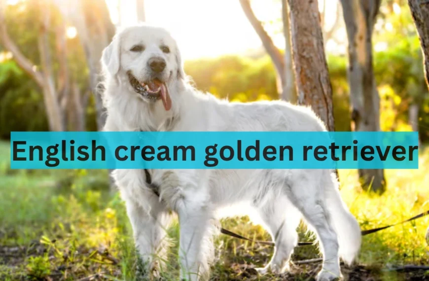 english cream golden retriever