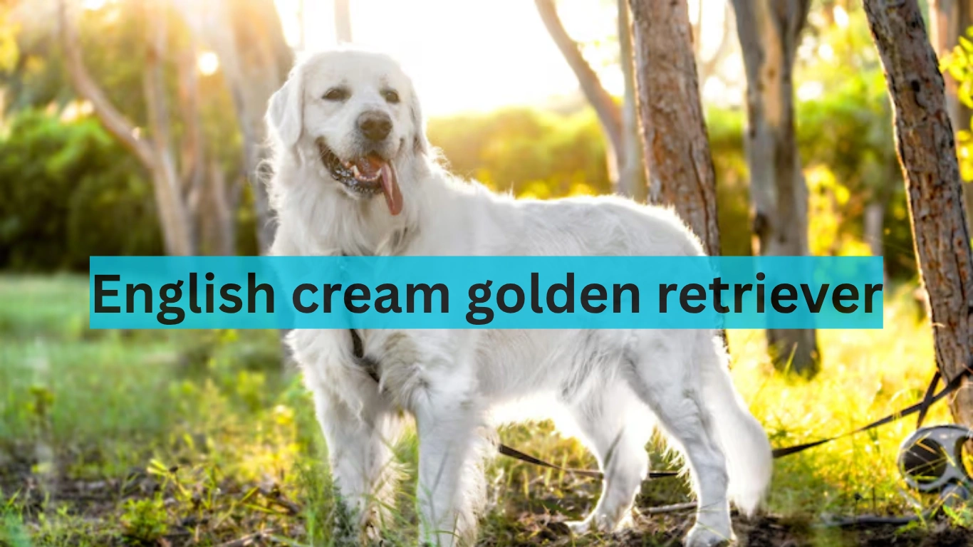english cream golden retriever