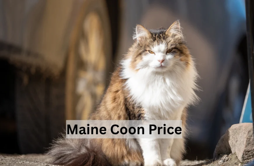 Maine Coon Price