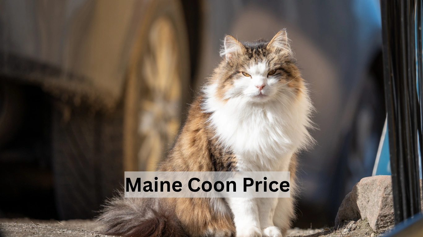 Maine Coon Price