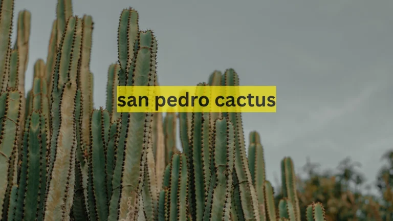 san pedro cactus