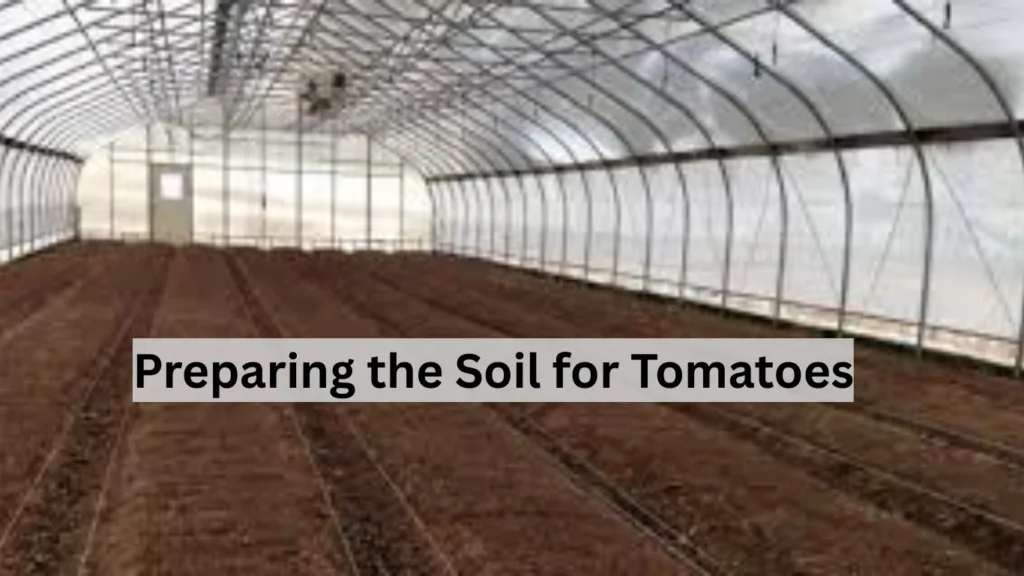 Preparing the Soil for Tomatoes