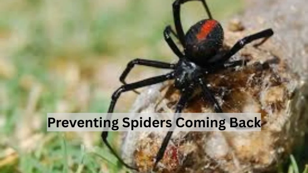 Preventing Spiders Coming Back