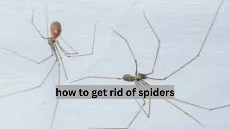 how to get rid of spiders