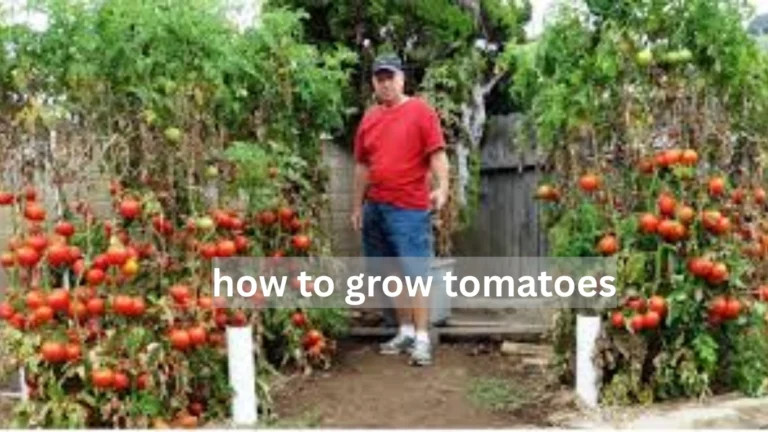 how to grow tomatoes