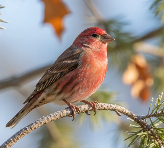 Purple Finch