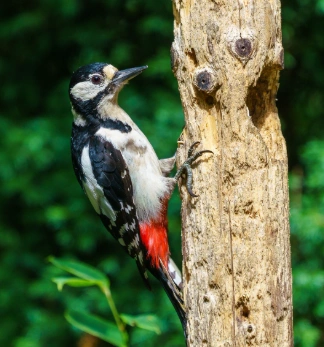 Red-Headed Woodpecker