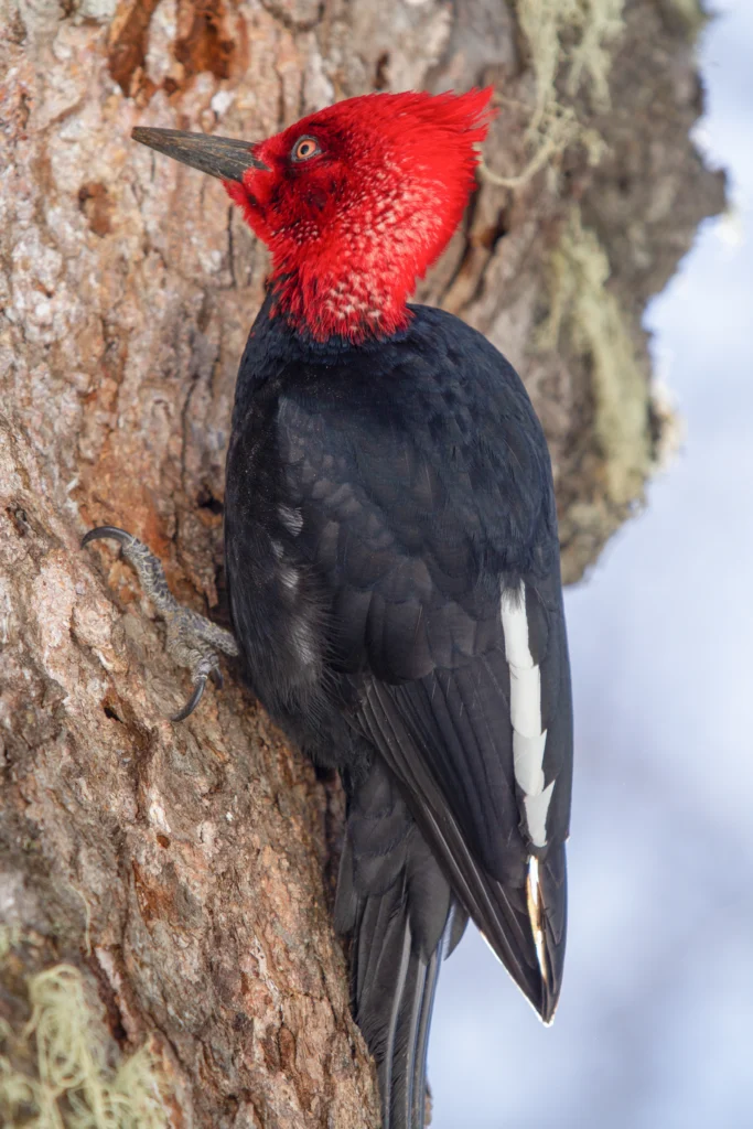 Rose-Breasted Grosbeak