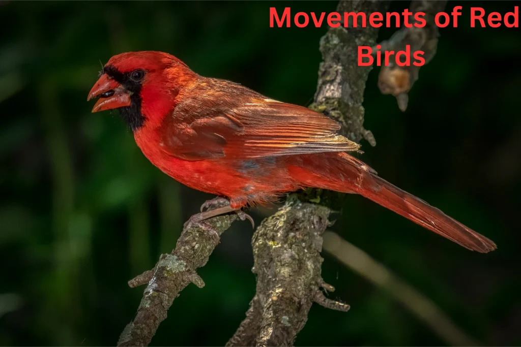 Red birds in Wisconsin