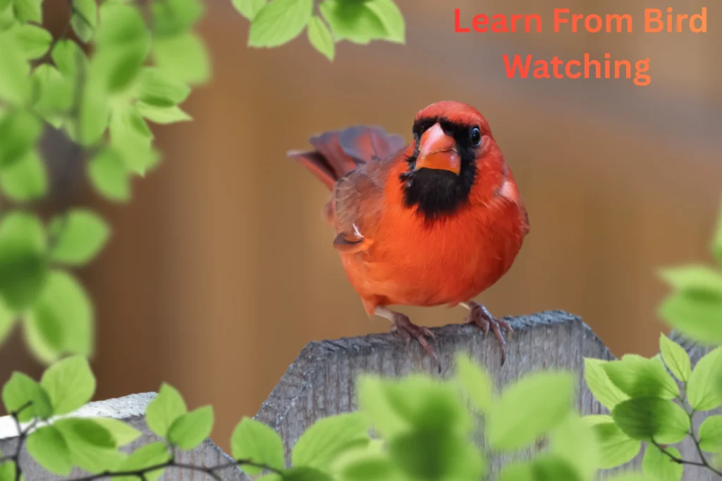 Red birds in Wisconsin