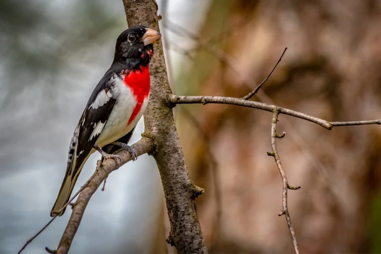 Red birds in Wisconsin
