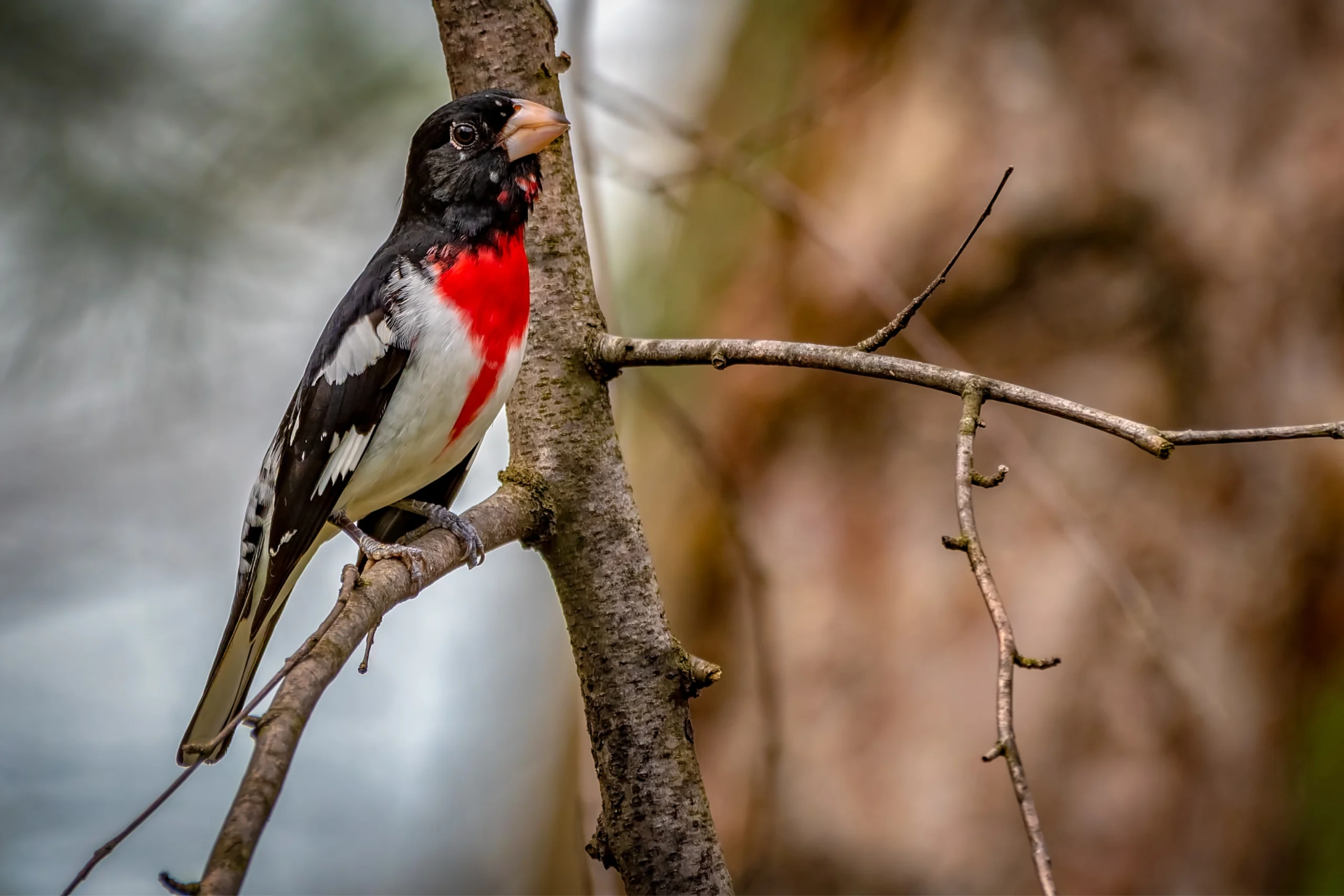 Red birds in Wisconsin